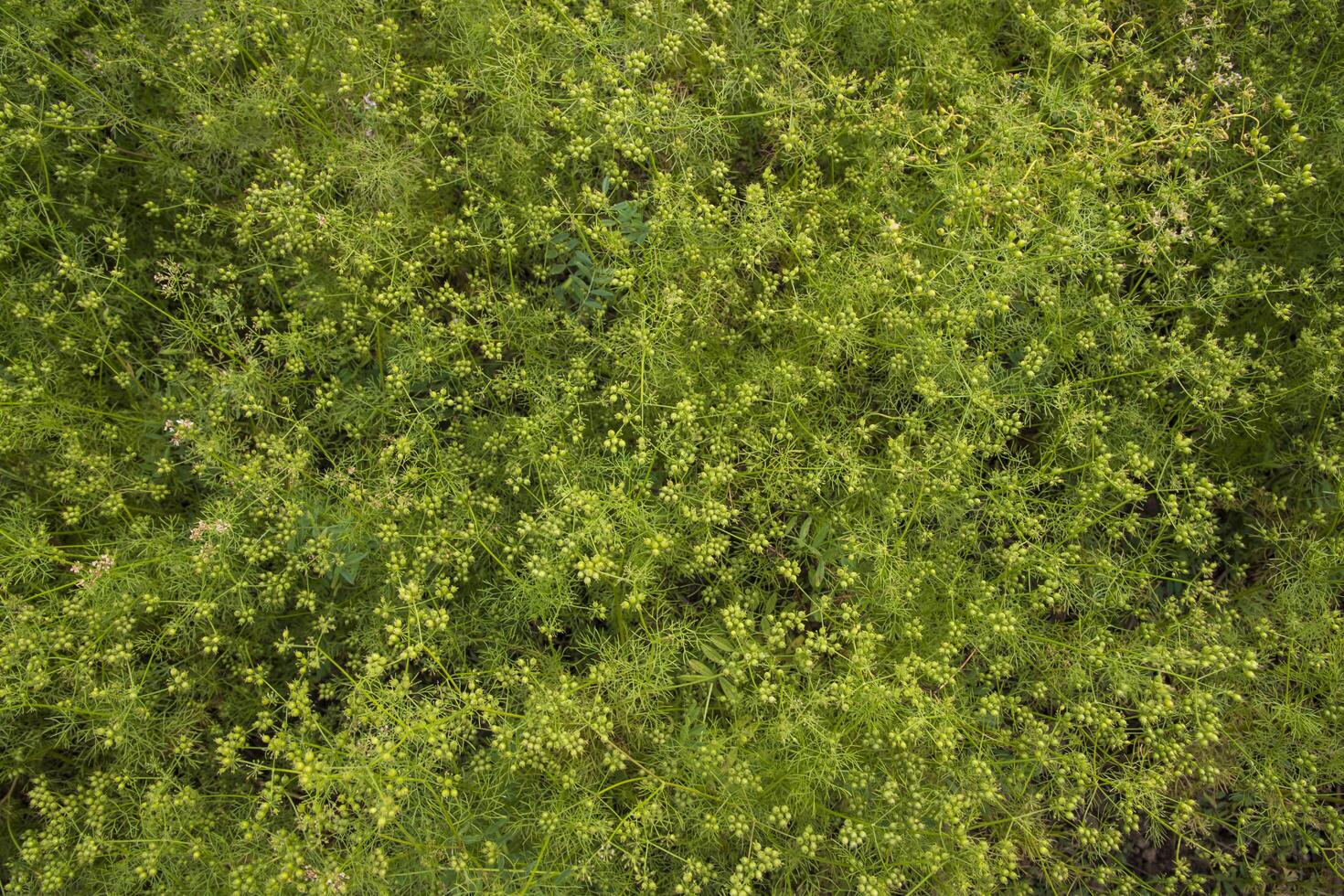 Grün Koriander Saat Pflanze Textur Hintergrund Landwirtschaft Konzepte foto