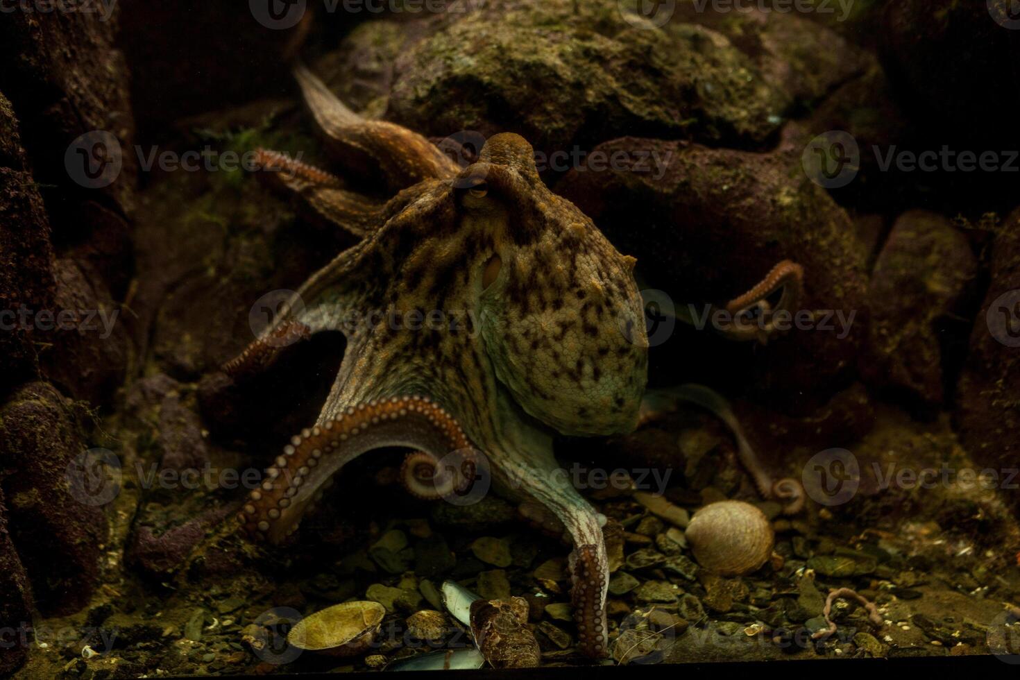 Tintenfisch im das Aquarium selektiv Fokus Tintenfisch suchen Gerade in das Augen von das Beobachter. foto