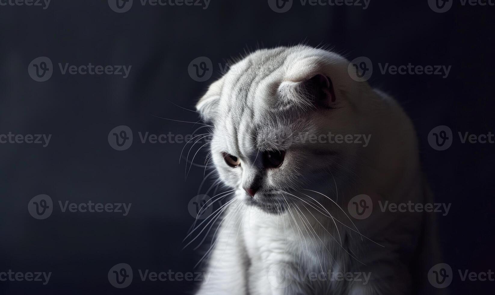 ai generiert schön Katze von Rasse schottisch falten auf ein schwarz Hintergrund foto