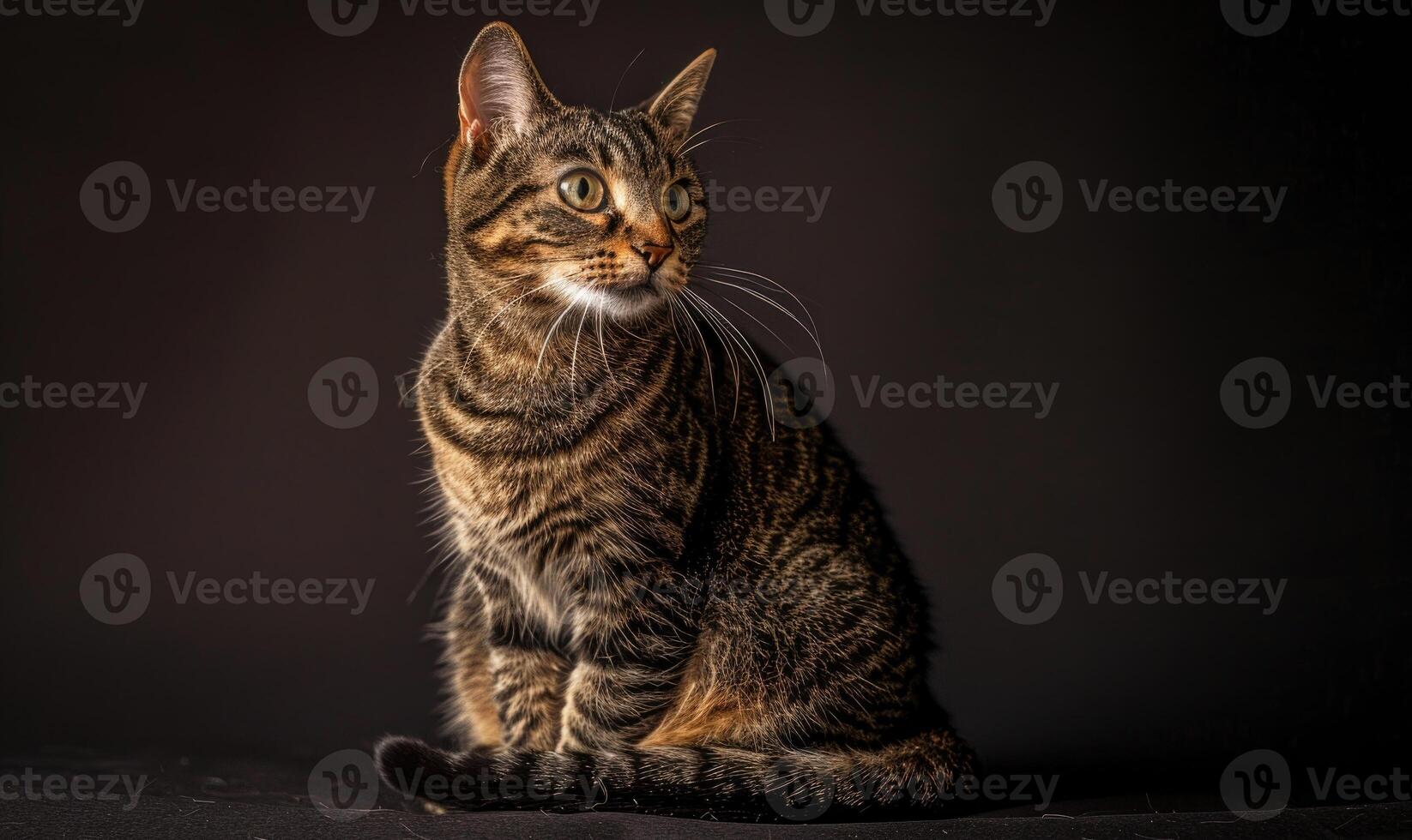 ai generiert Studio Fotografie von ein schottisch Gerade kurzes Haar Katze auf farbig Hintergründe foto