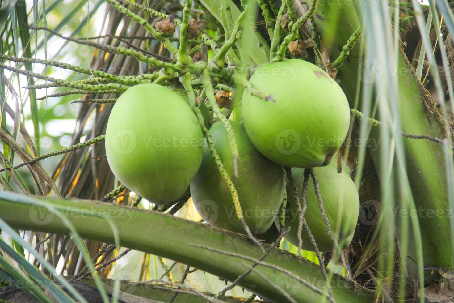 jung Grün Kokosnüsse immer noch auf ihr fruchtbar Bäume foto