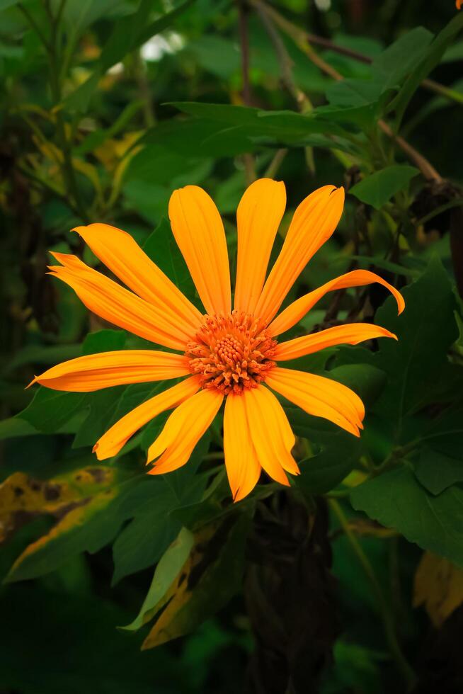 Tithonia Blume mit Gelb Petel hat Latein Name Tithonia diversifolia von Asteraceae Familie blühen im das Garten foto