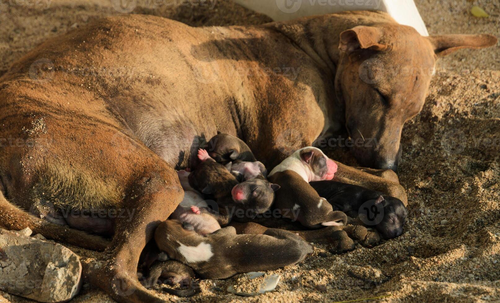 streunende Hundewelpen stillen foto