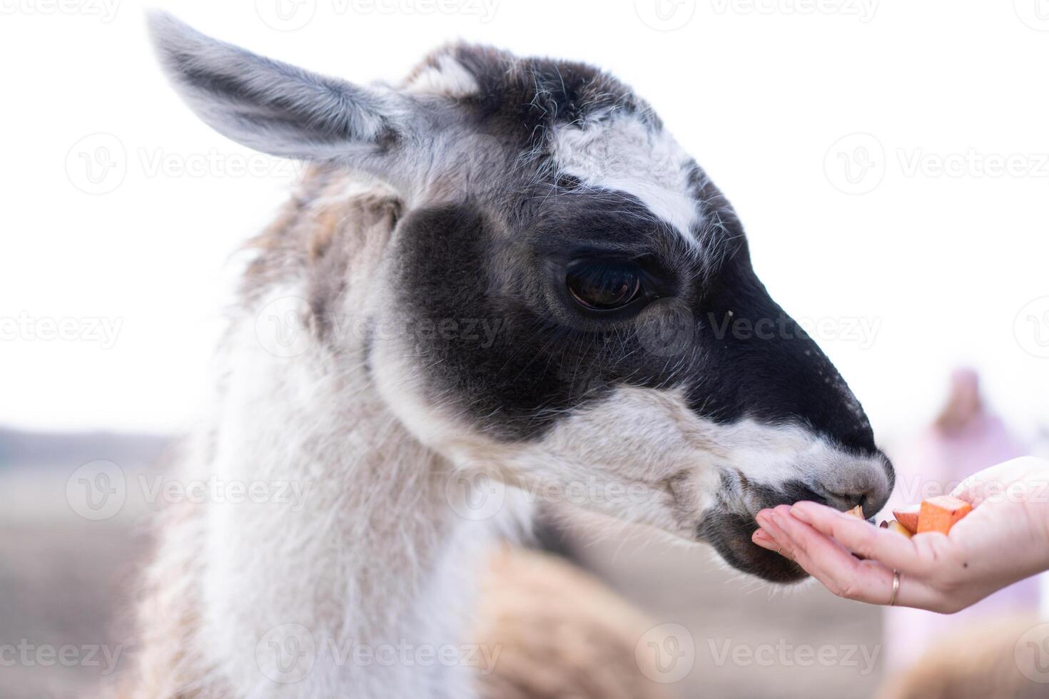 süß Tier Alpaka Lama auf Bauernhof draußen foto