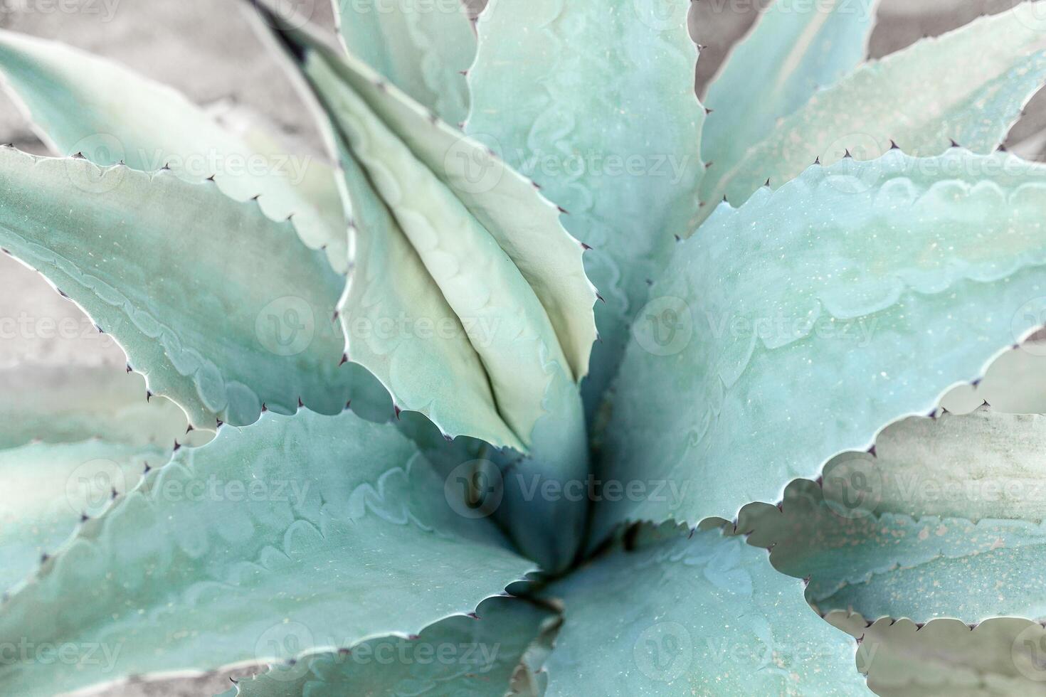 Blau Agave Kaktus Hintergrund schließen oben foto