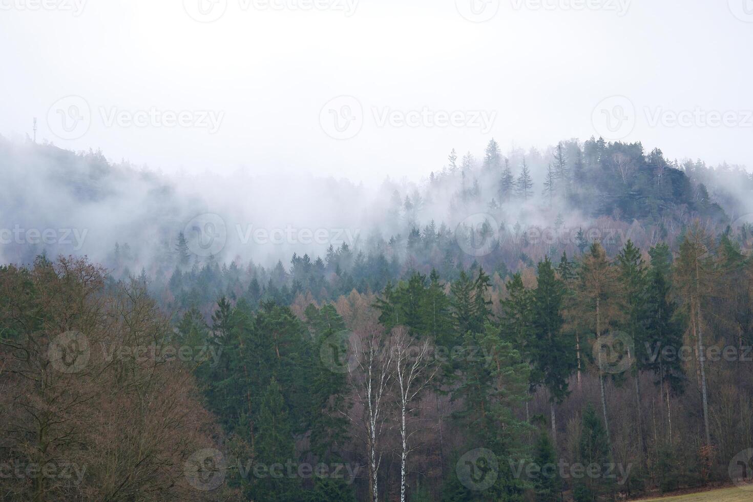 nebelig Wald auf ein Berg im das Elbe Sandstein Berge. düster Atmosphäre foto