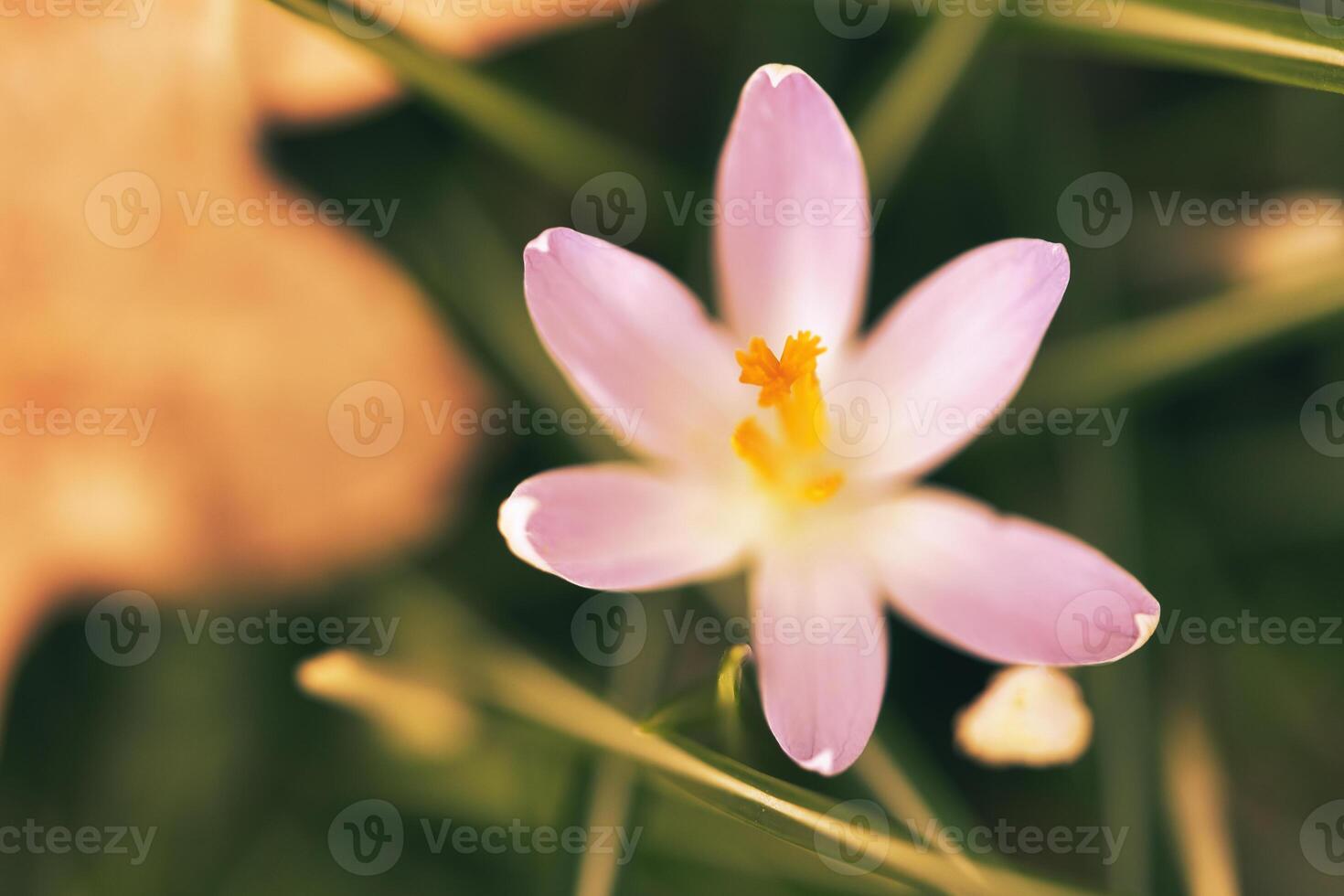 Single Krokus Blume zart abgebildet im Sanft warm Licht. Frühling Blumen foto