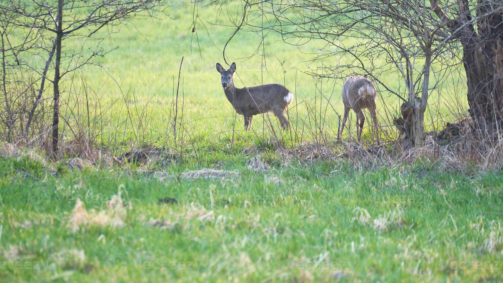 Hirsch beim ein Wiese, aufmerksam und füttern. versteckt unter das Gebüsch. Tier Foto