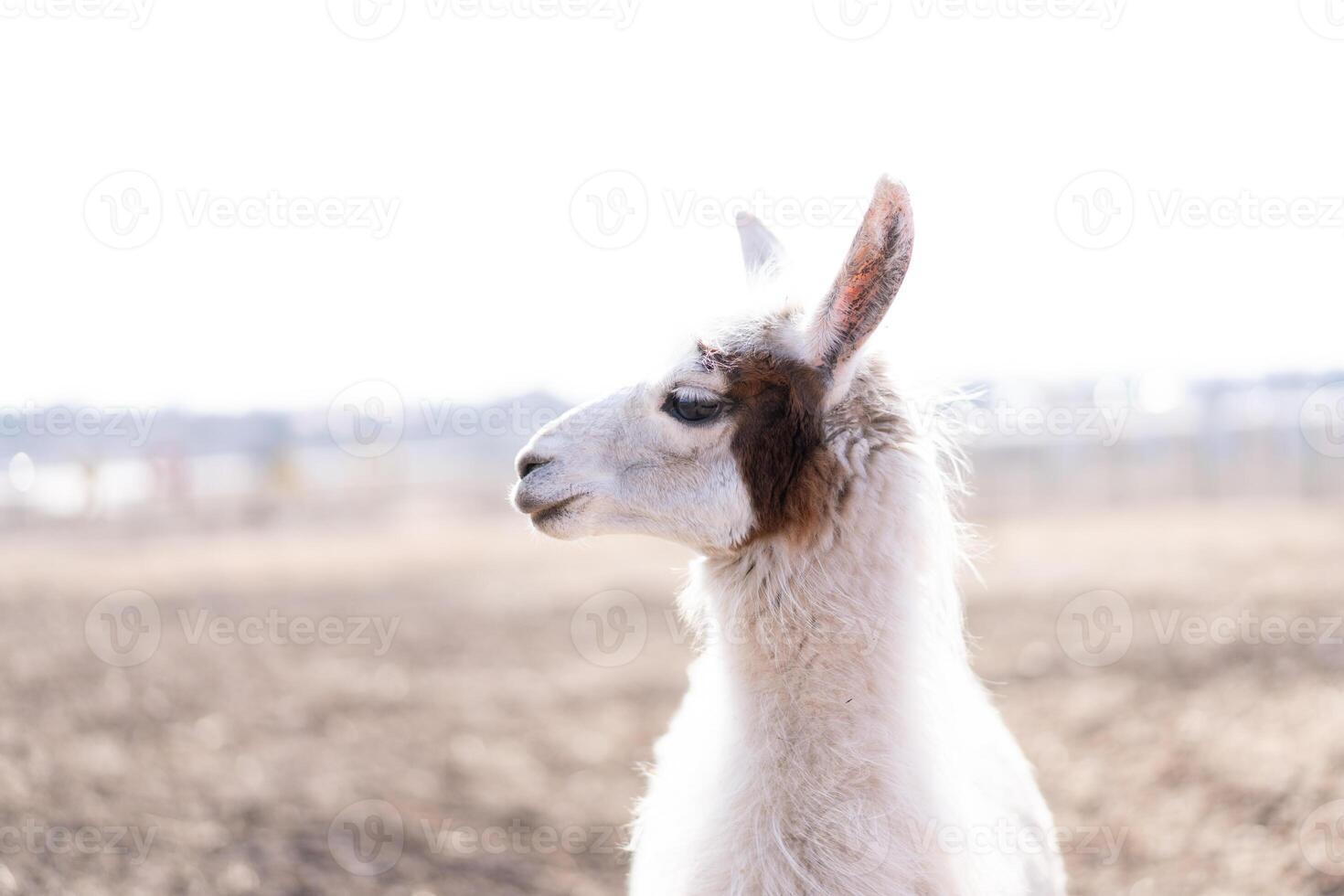 süß Tier Alpaka Lama auf Bauernhof draußen foto