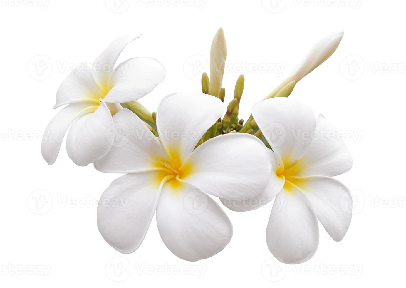 Frangipani-Blume isoliert auf weißem Hintergrund foto