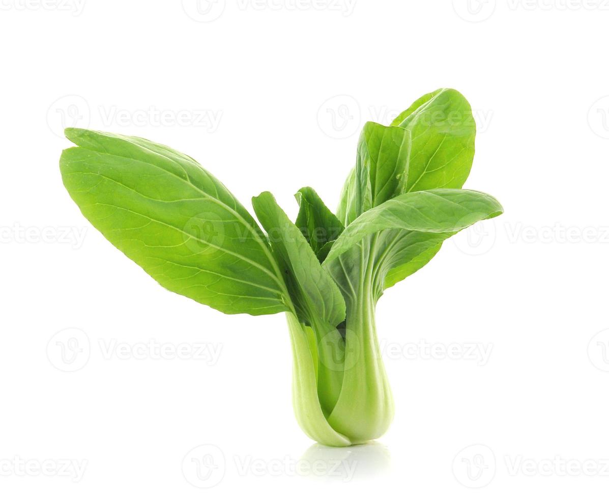 Pak Choi isoliert auf weiß foto