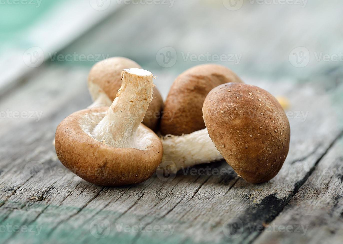 Shiitake-Pilz auf dem alten Holz foto