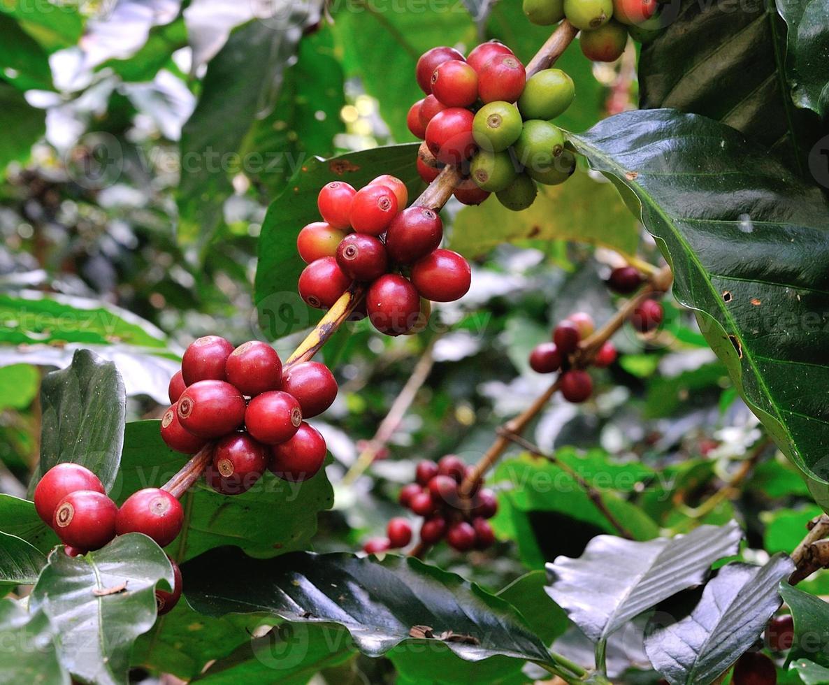 rote Kaffeebohnen auf Kaffeebaum foto