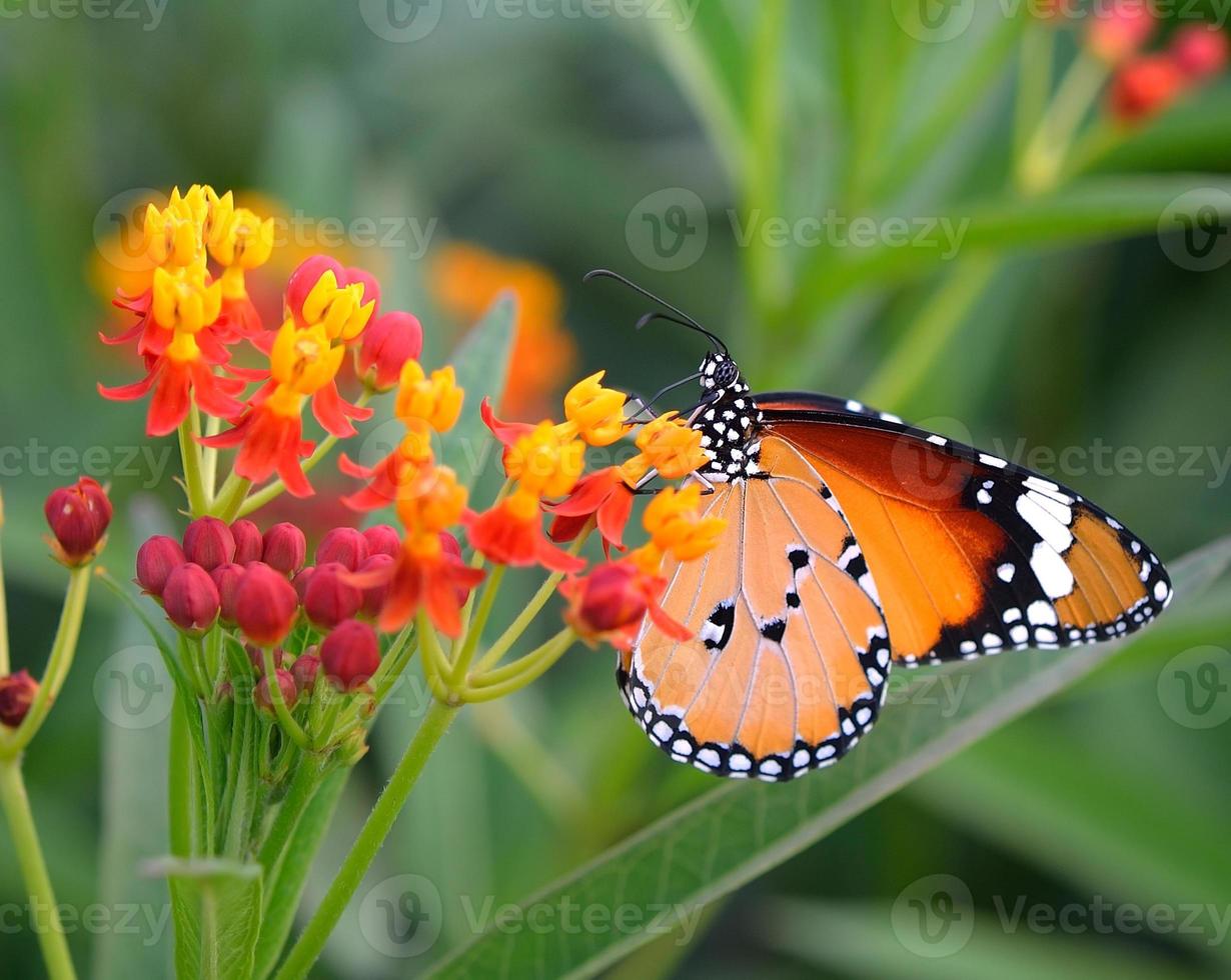 Schmetterling auf orange Blume foto