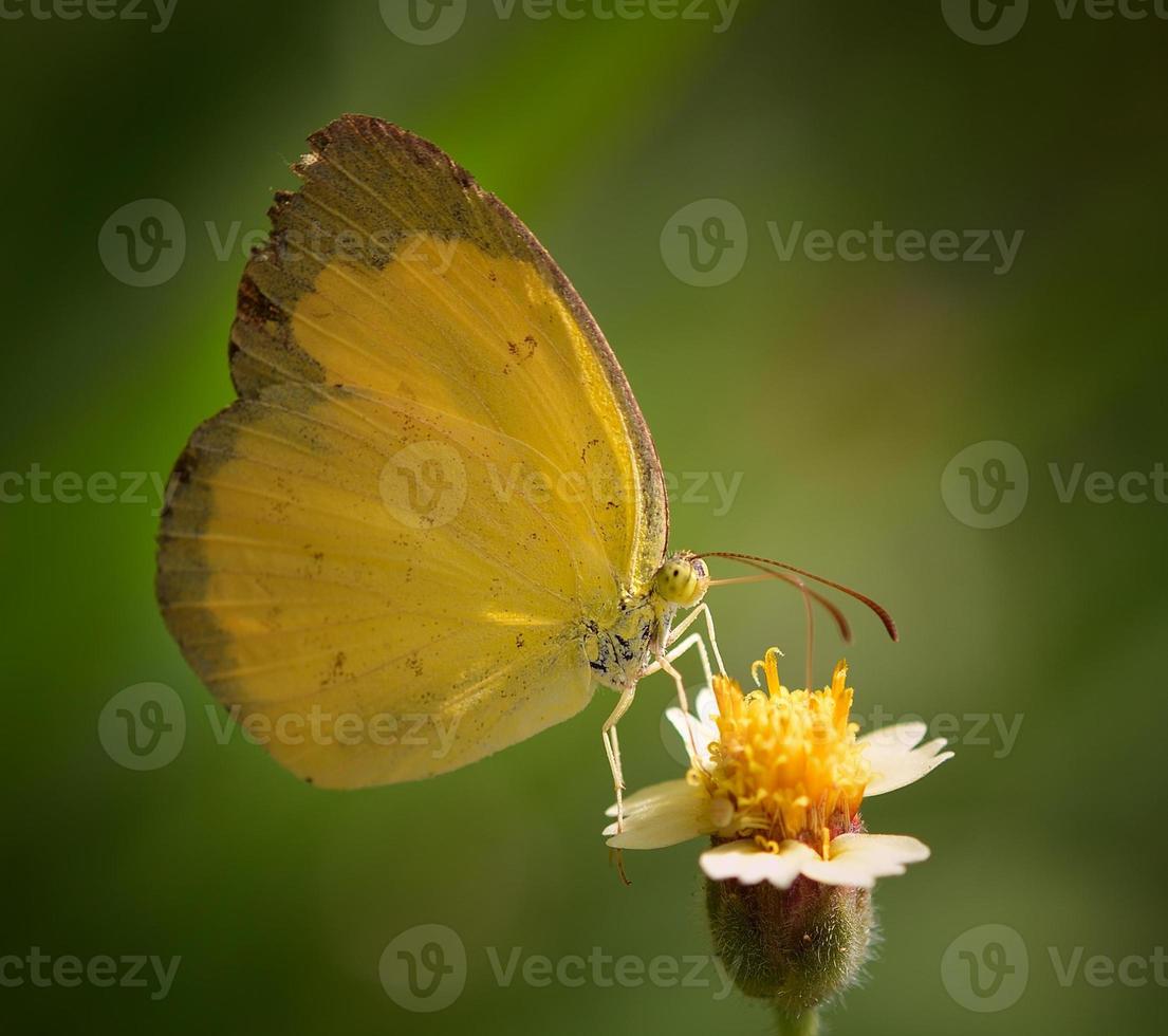 gelber Schmetterling auf Blume im Garten foto