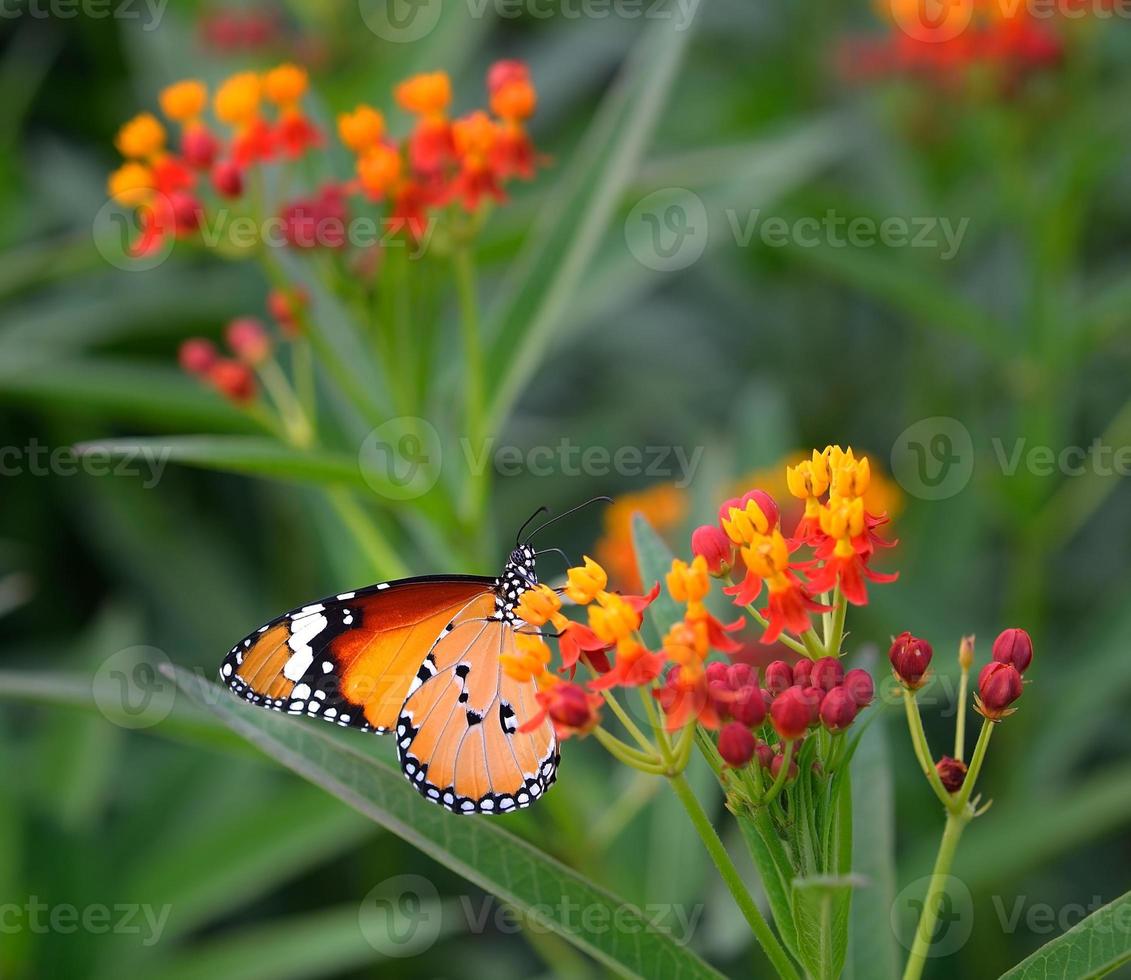 bunter Schmetterling auf orangefarbener Blume foto