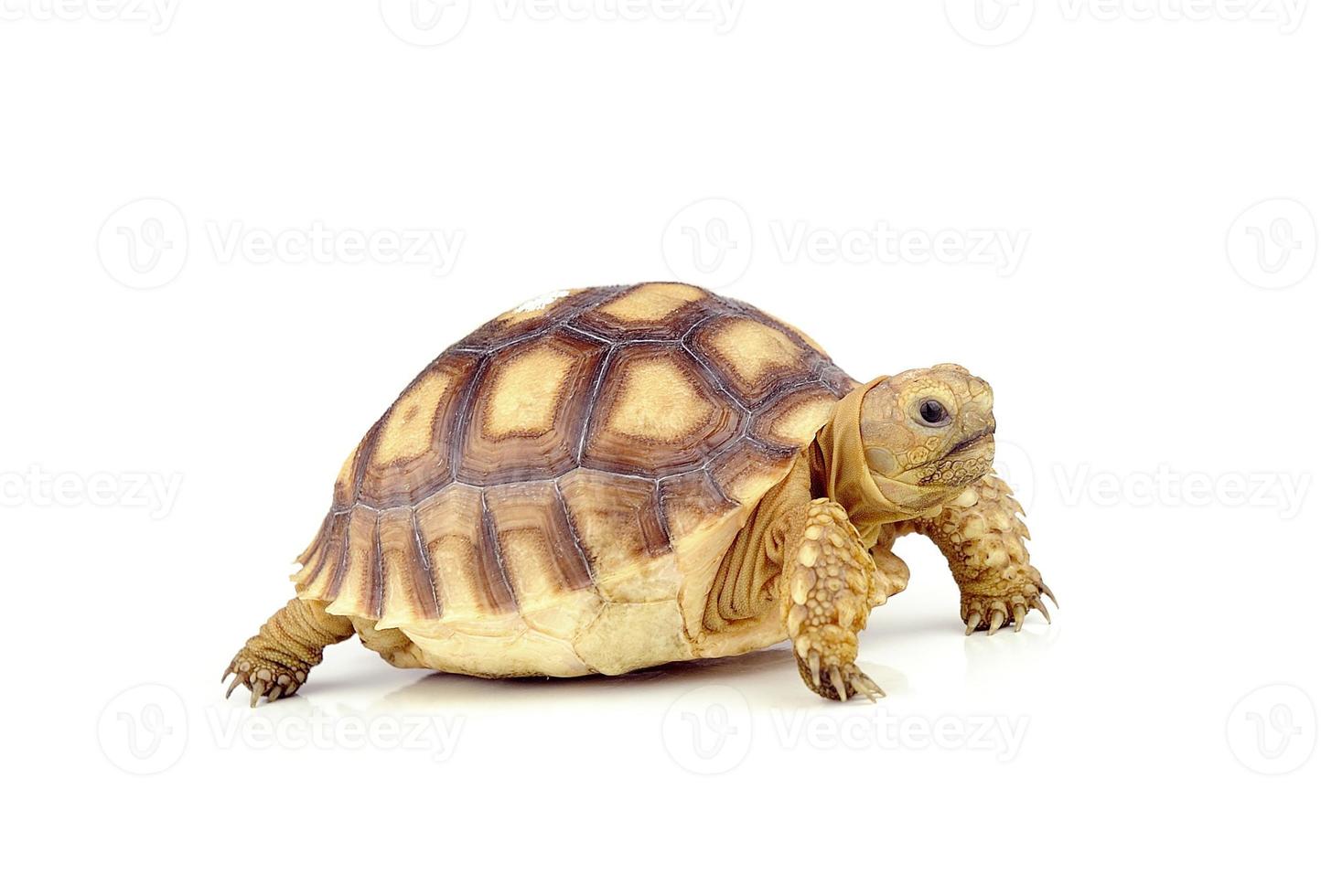 Schildkröte auf weißem Hintergrund foto