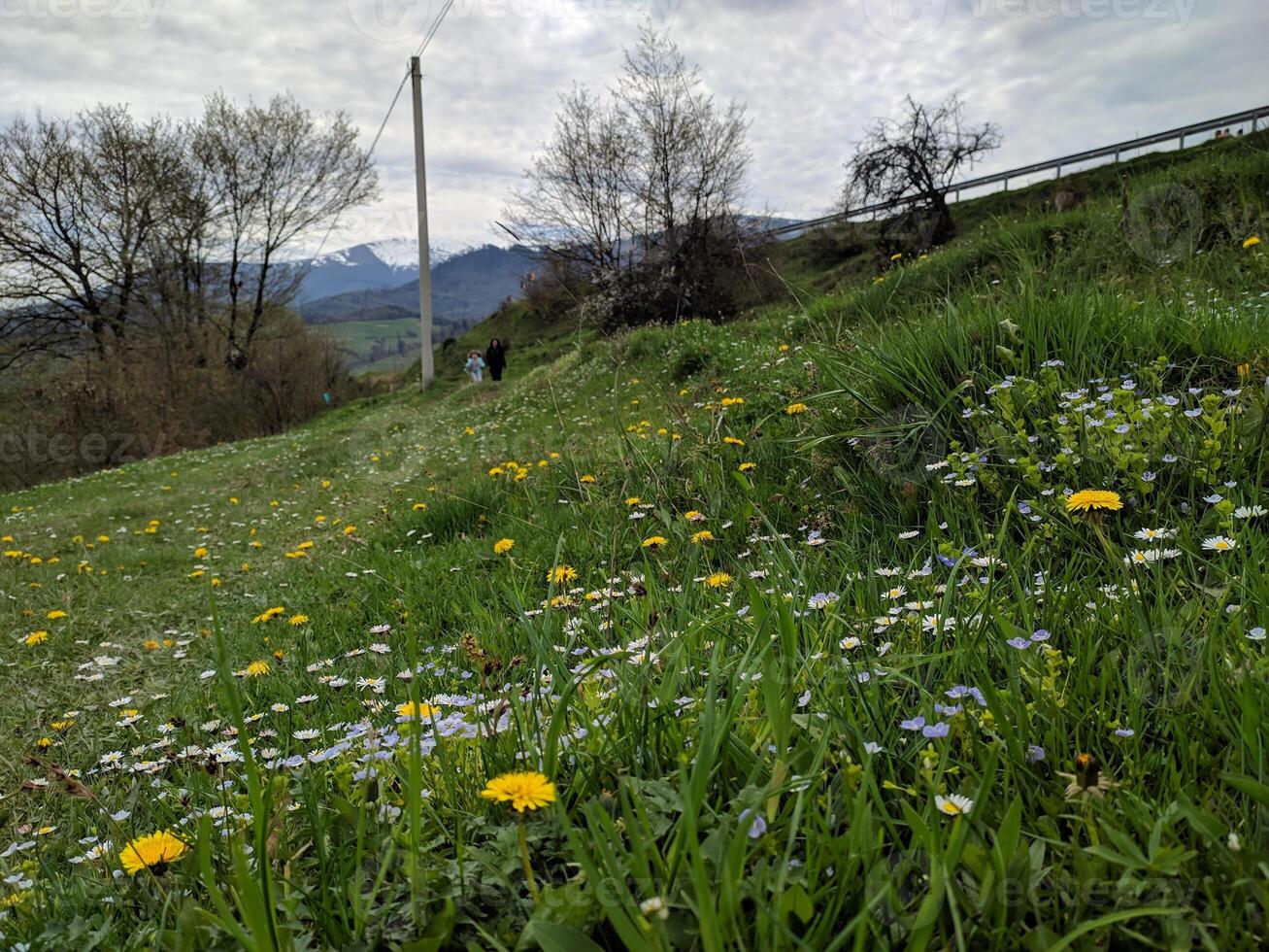 ein Wiese von Frühling Blumen gegen das Hintergrund von schneebedeckt Berge. Foto. foto