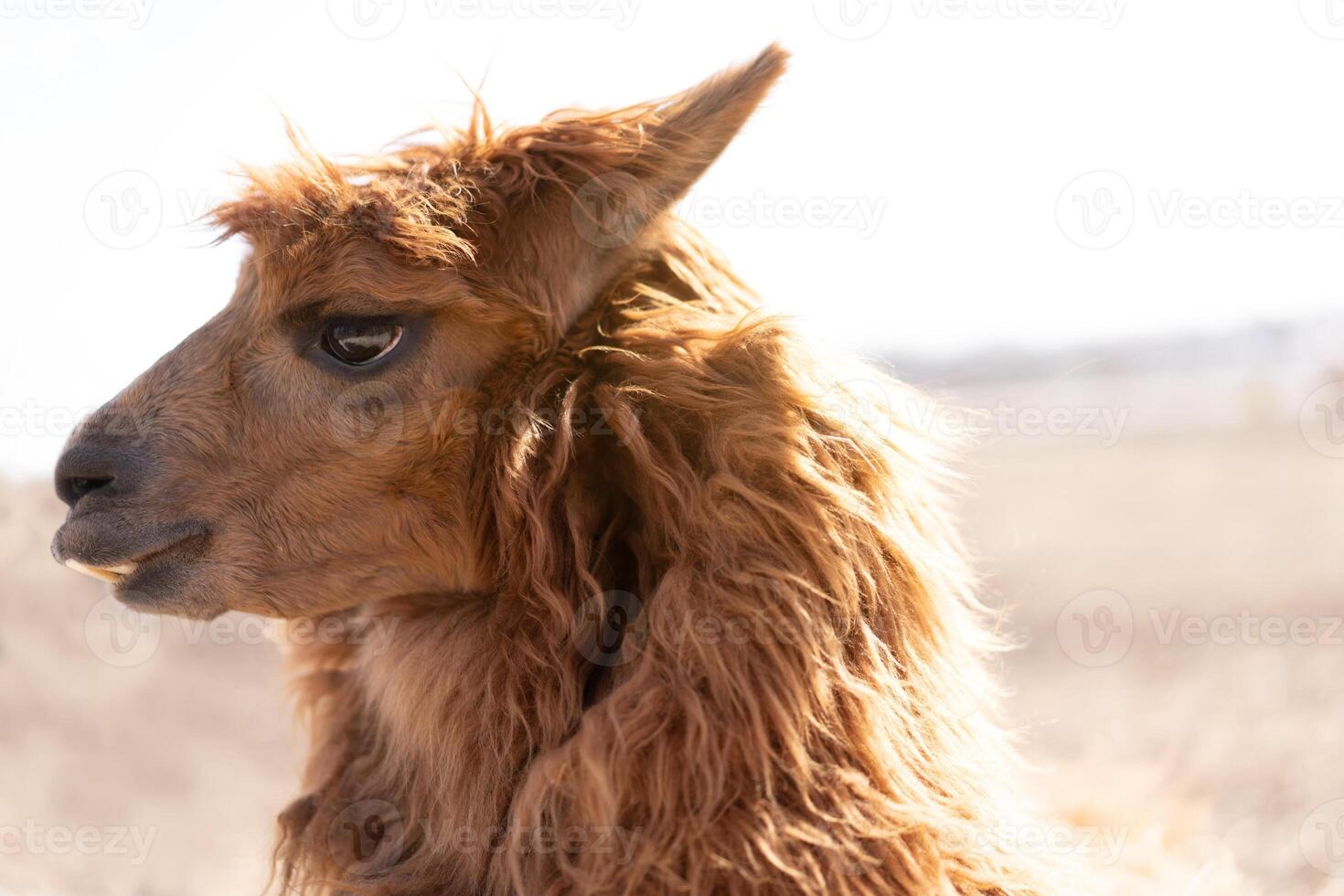 süß Tier Alpaka Lama auf Bauernhof draußen foto