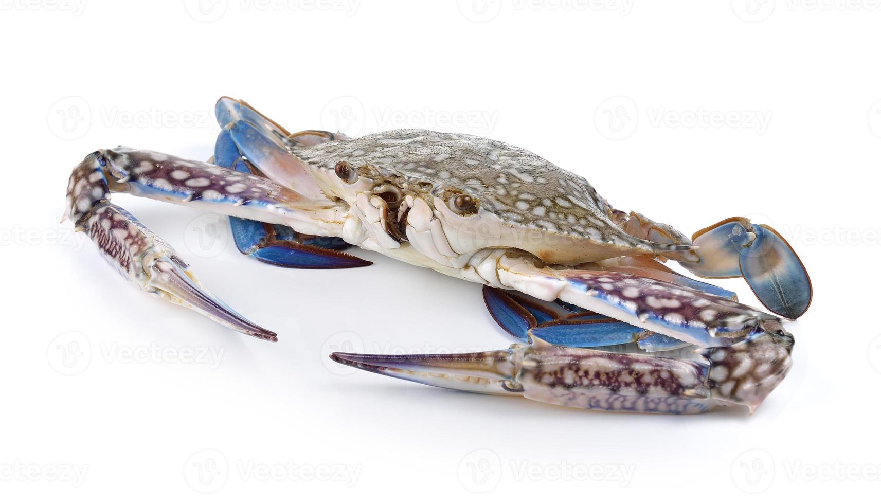blaue schwimmende Krabben auf weißem Hintergrund foto