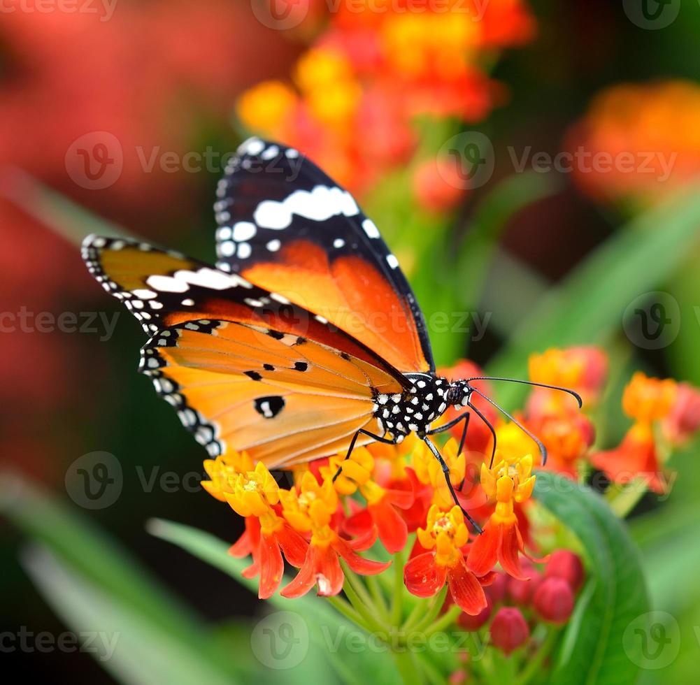 Schmetterling auf orange Blume im Garten foto