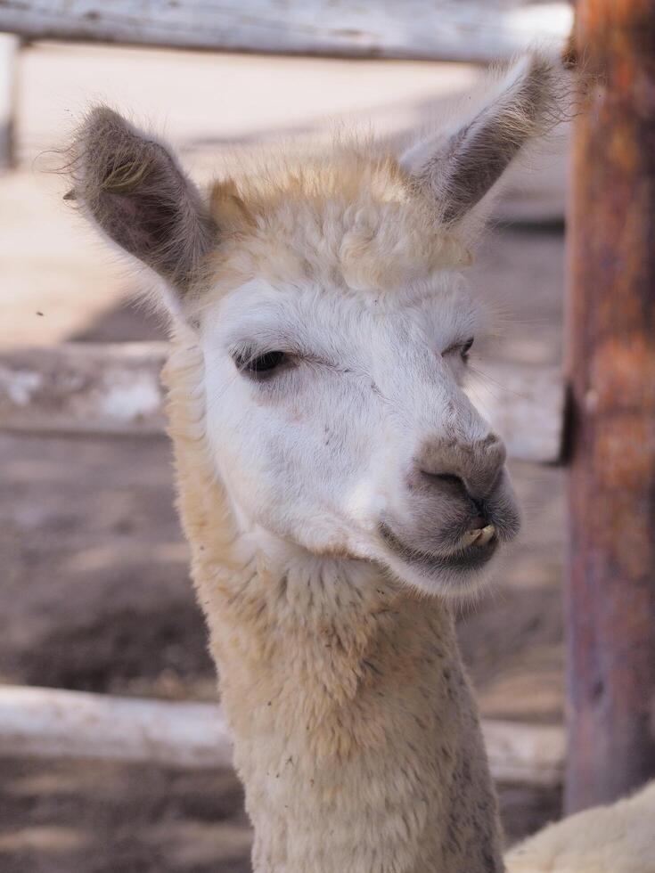 Alpaka im das Lima Zoo. foto