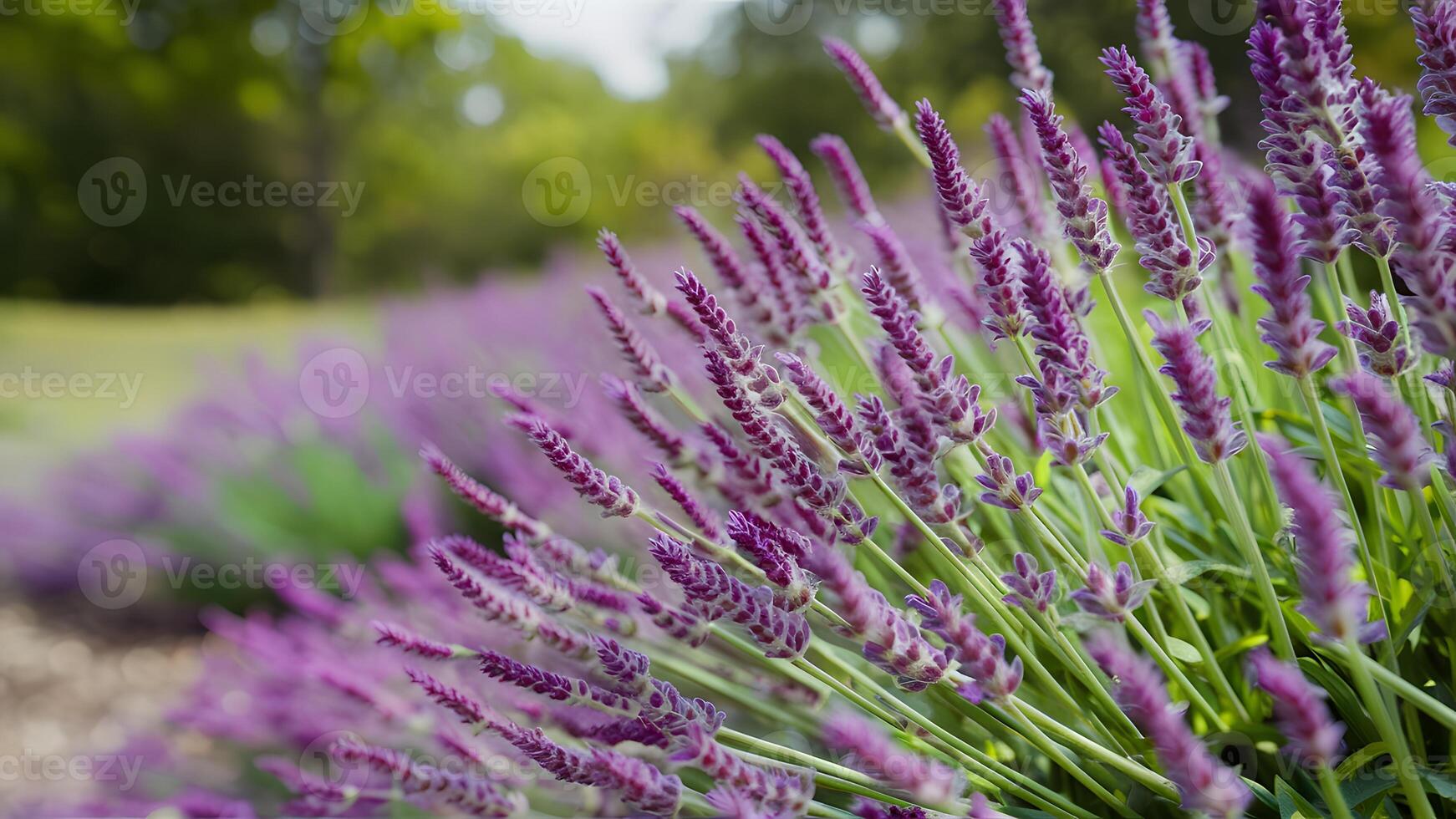 ai generiert fein Lavendel Blumen Blühen gegen verschwommen Natur Hintergrund, Panorama- Banner foto