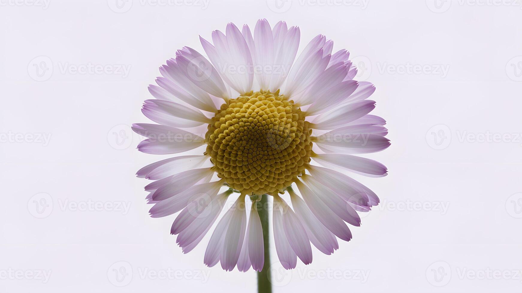 ai generiert Kamille Blume isoliert auf Weiß schafft ein fesselnd Makro Schuss foto