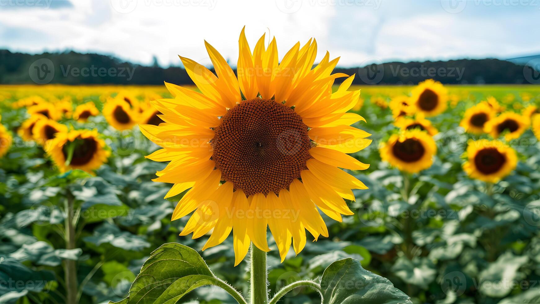 ai generiert Sonnenblume Bild mit Transparenz, perfekt zum Gruß Karten foto