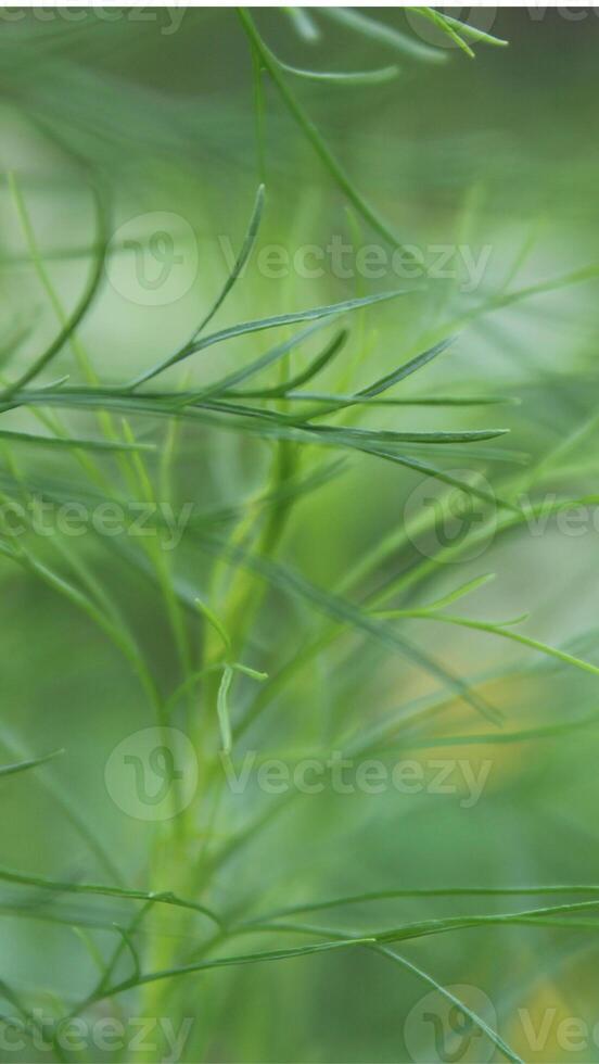 Grün Hintergrund einfach Blätter Textur - - 46 foto