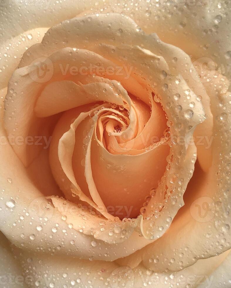 schließen oben Makro Schuss von Single schön Orange Primavera Rose Blumen mit Wasser Tropfen nach Regen. foto