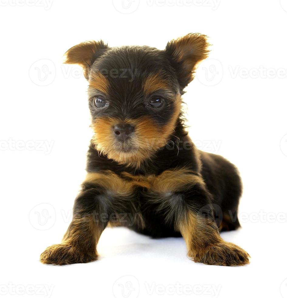 Yorkshire Terrier vor weißem Hintergrund foto