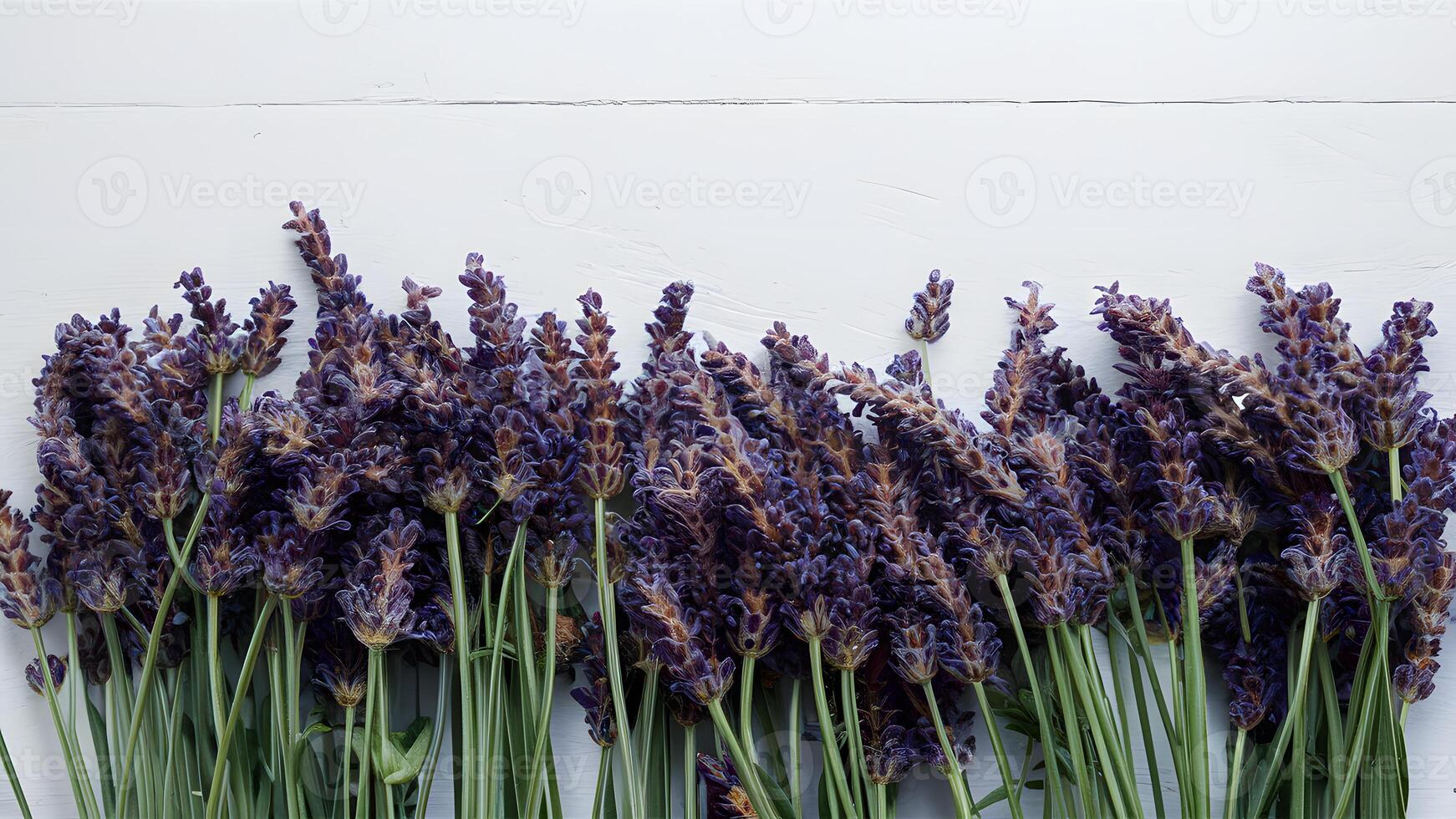 ai generiert Banner Kopieren Raum mit frisch Lavendel Blumen auf Weiß Hintergrund foto