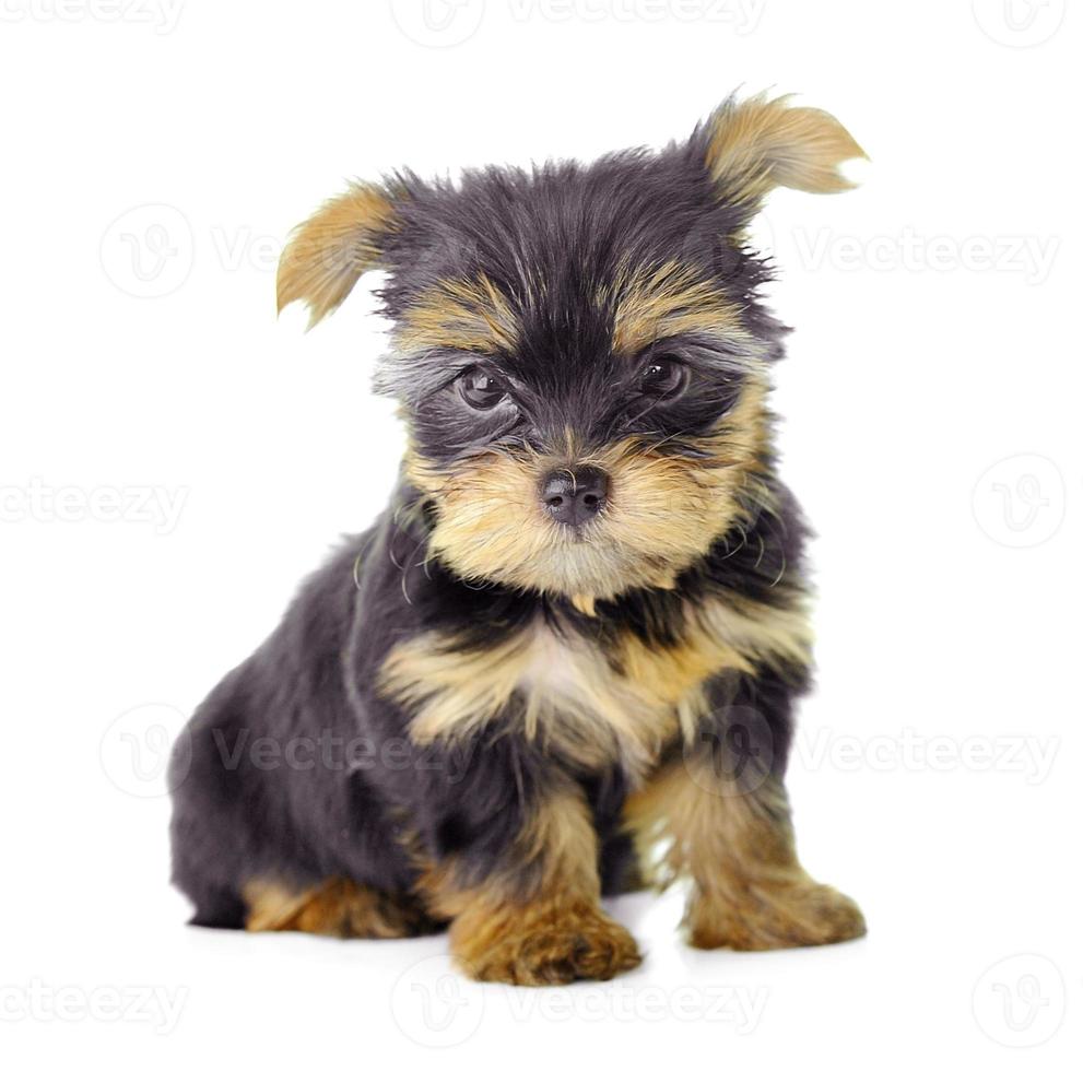 Yorkshire Terrier vor weißem Hintergrund foto