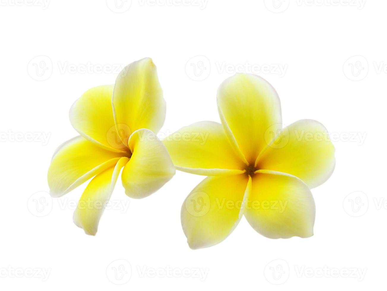 Frangipani-Blume isoliert auf weißem Hintergrund foto