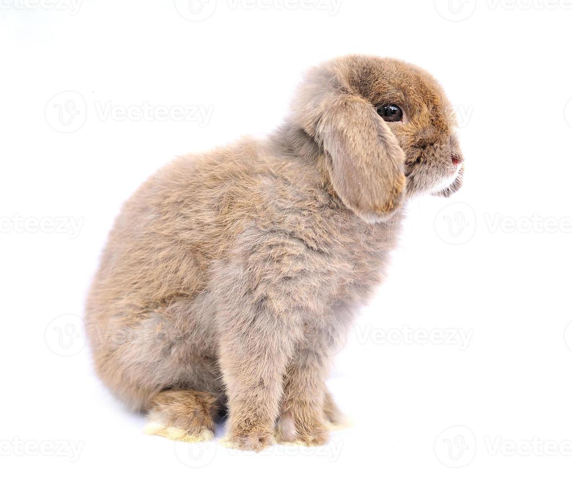 Lop Kaninchen auf weißem Hintergrund foto