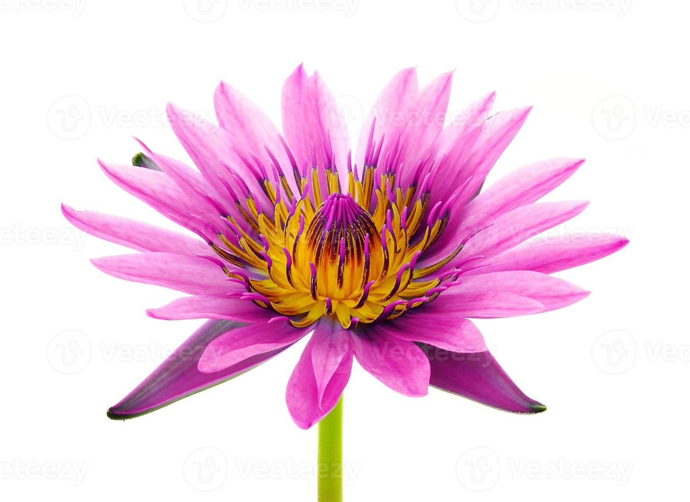 schöne Lotusblume isoliert auf weißem Hintergrund foto