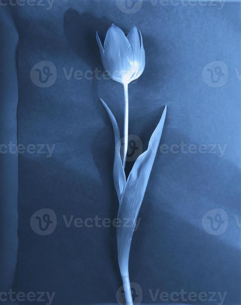 ai generiert ein eben Scan von ein Cyanotyp von ein Blume mit Blau Papier foto