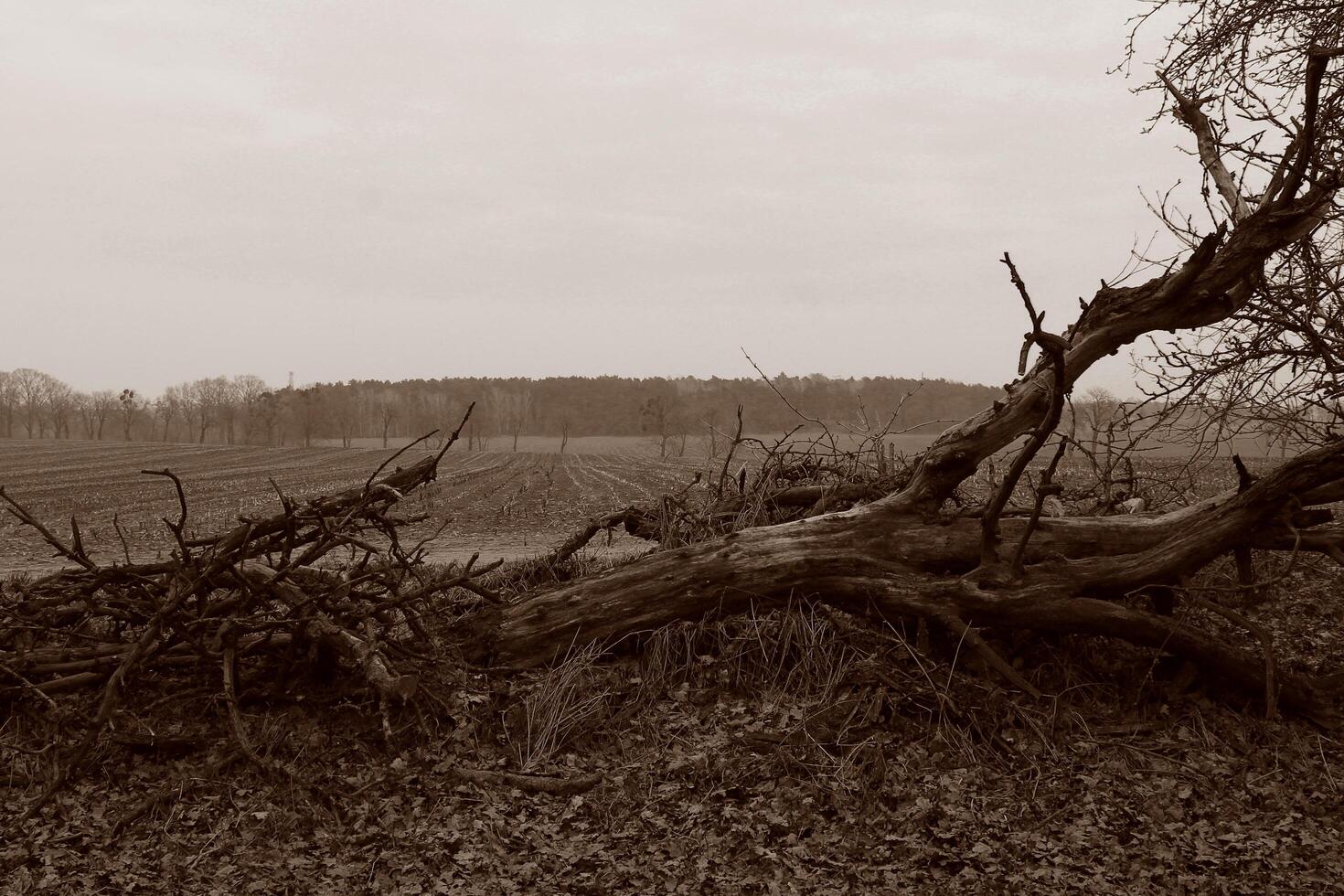 einfach Natur Foto