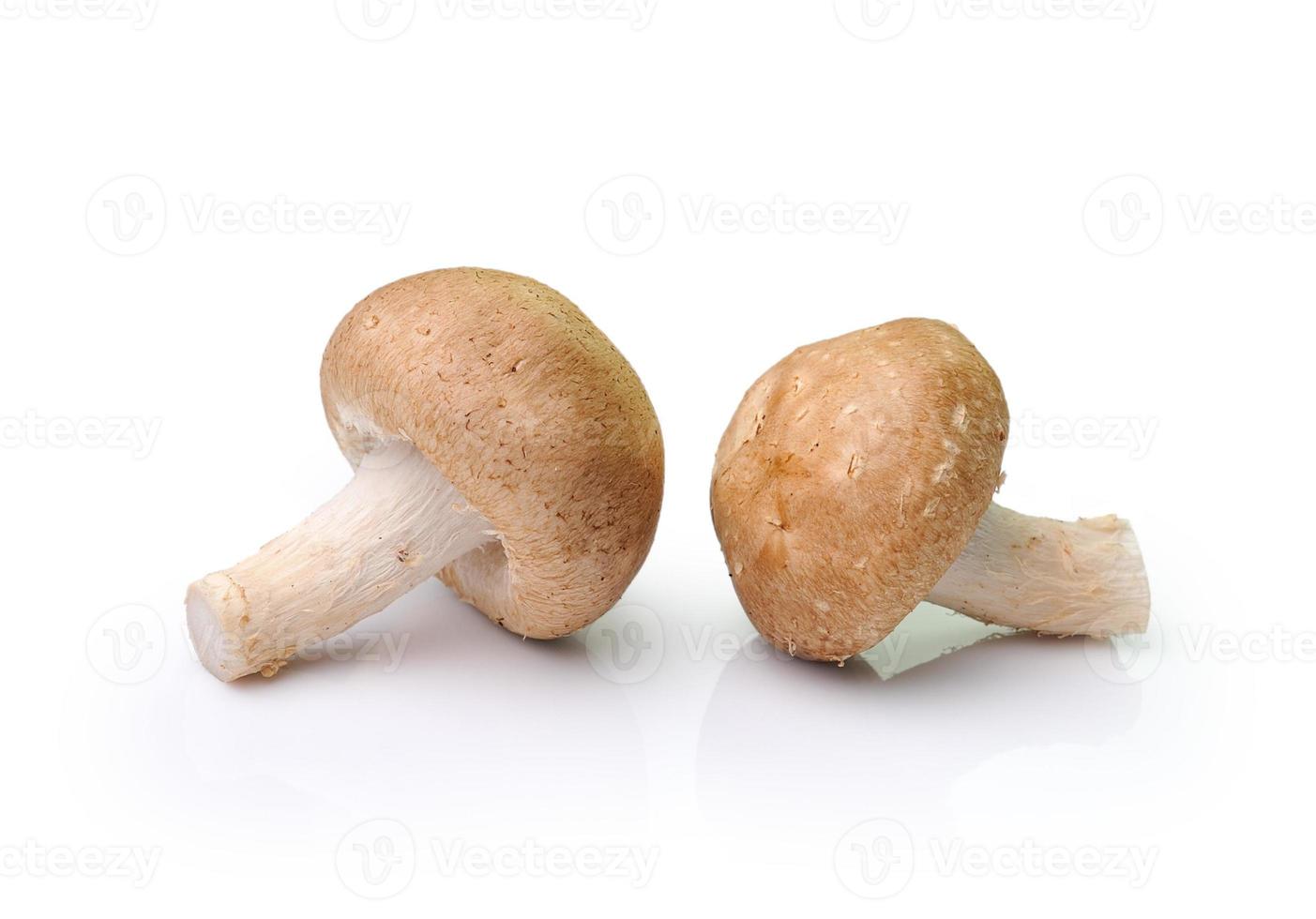 Pilz isoliert auf weißem Hintergrund foto