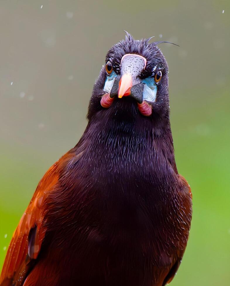 ein Vogel mit ein rot und schwarz Kopf Sitzung auf ein Ast foto