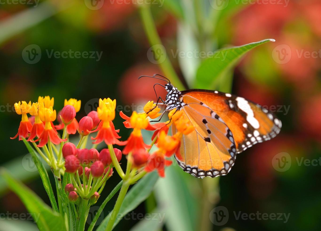 Schmetterling auf orange Blume foto