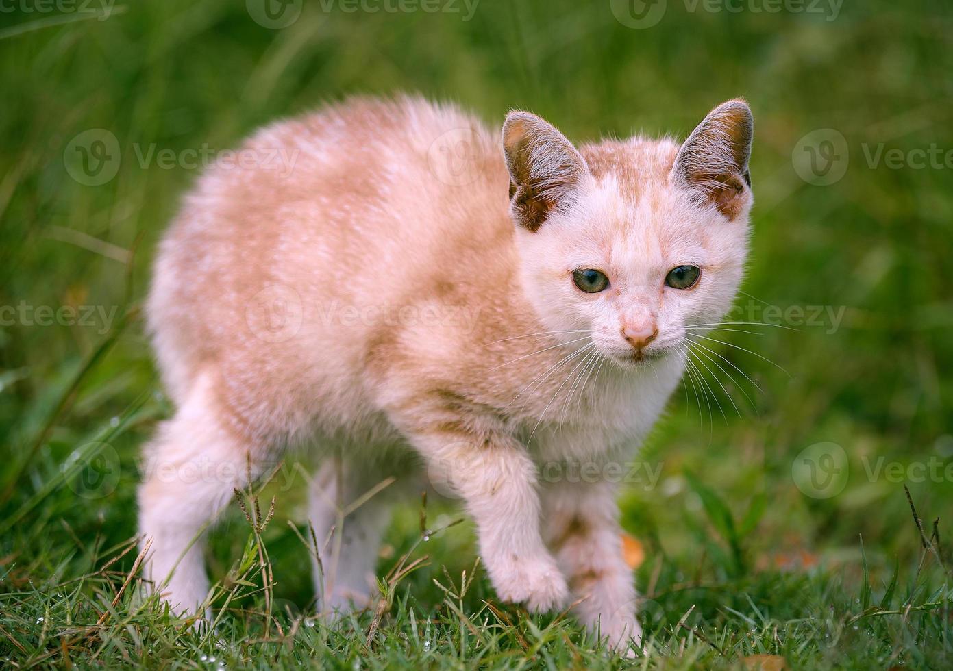 junge Katze auf grüner Wiese foto