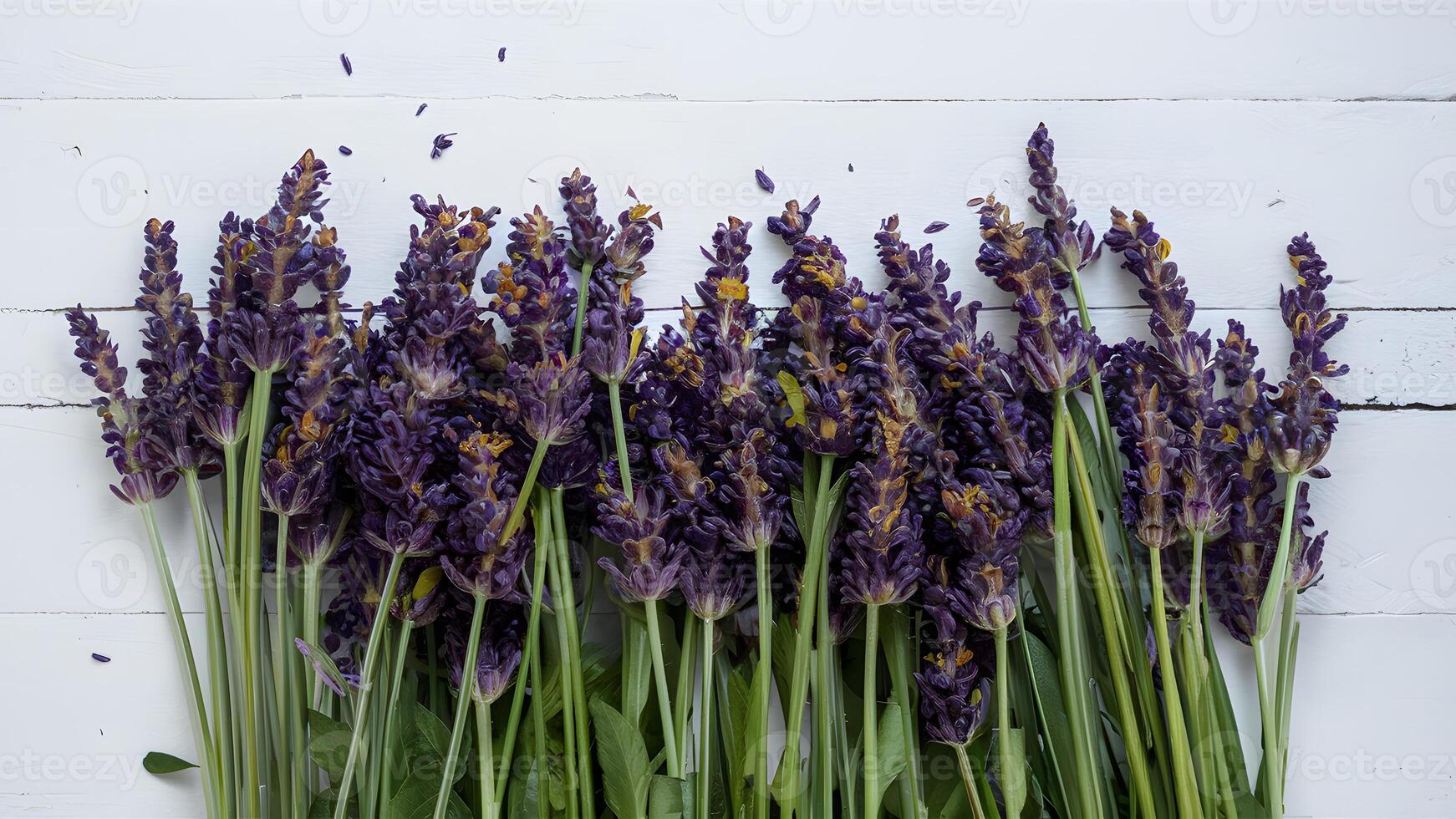 ai generiert Anzeige frisch Lavendel Blumen auf Weiß Hintergrund, Banner Kopieren Raum foto