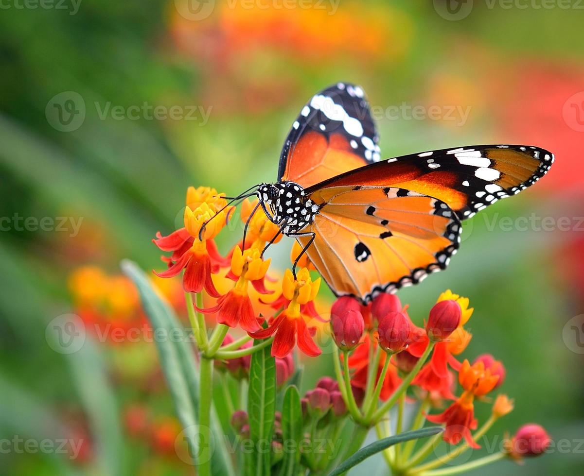 Schmetterling auf orange Blume foto