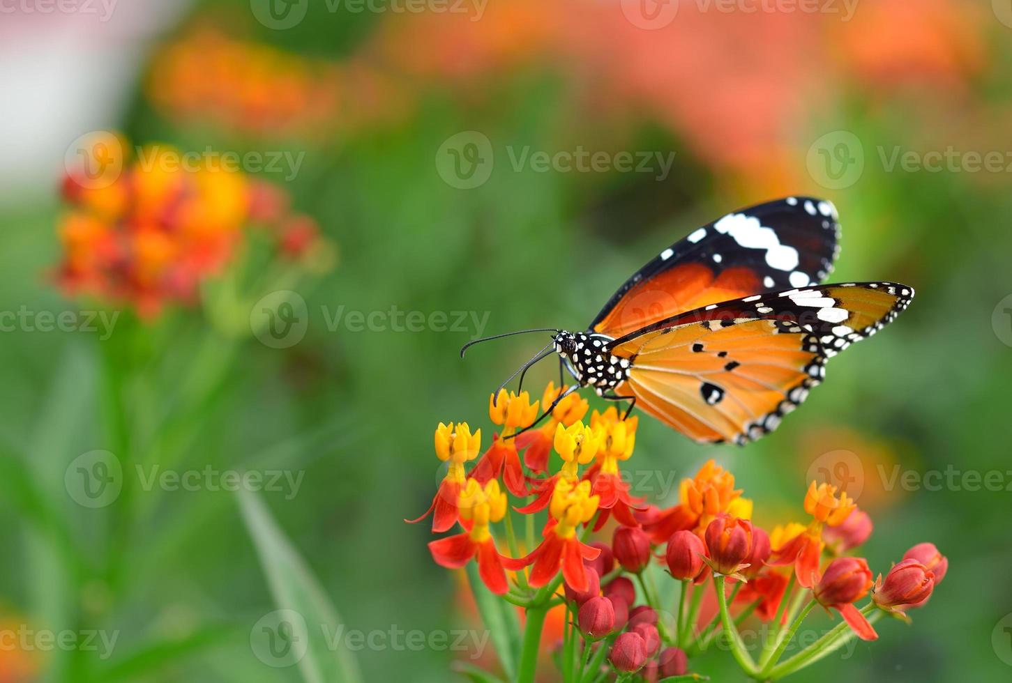 Schmetterling auf orange Blume im Garten foto