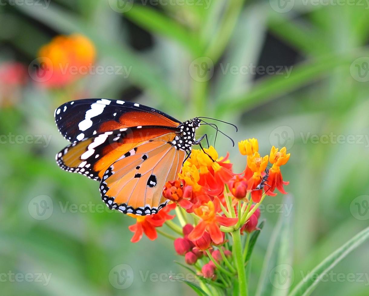 Schmetterling auf orange Blume foto