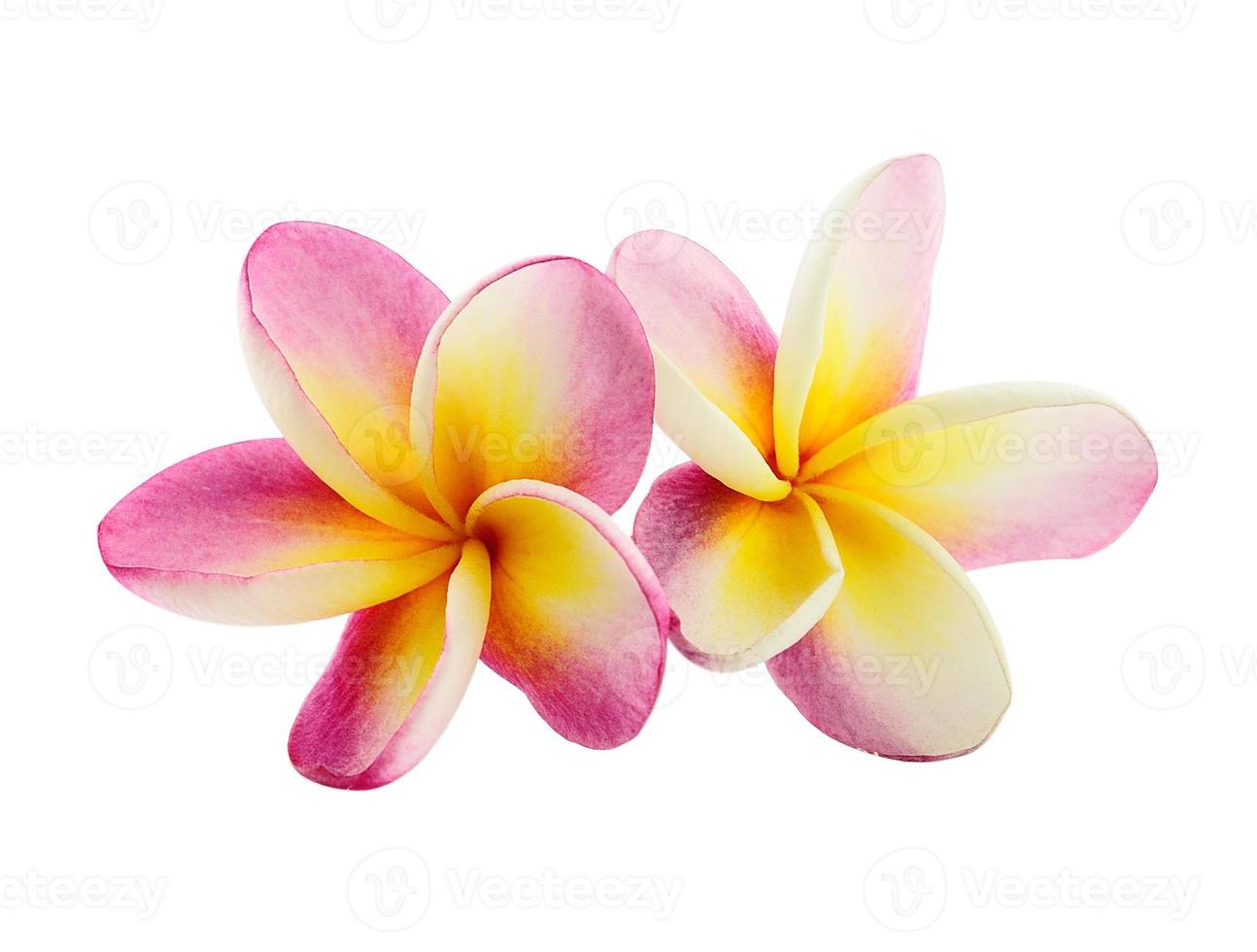 Frangipani-Blume isoliert auf weißem Hintergrund foto