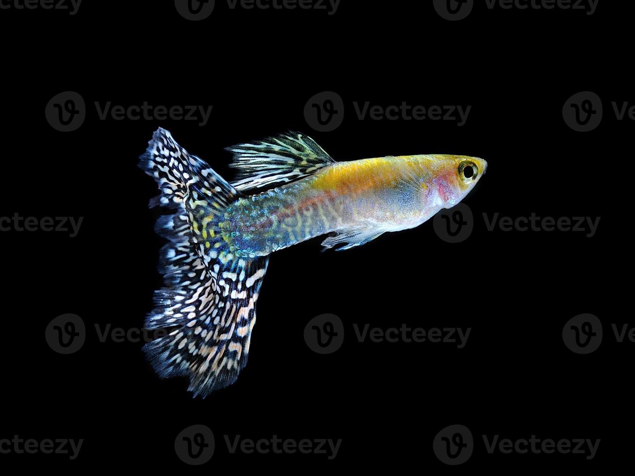Guppy Haustier Fisch schwimmen isoliert auf schwarz foto