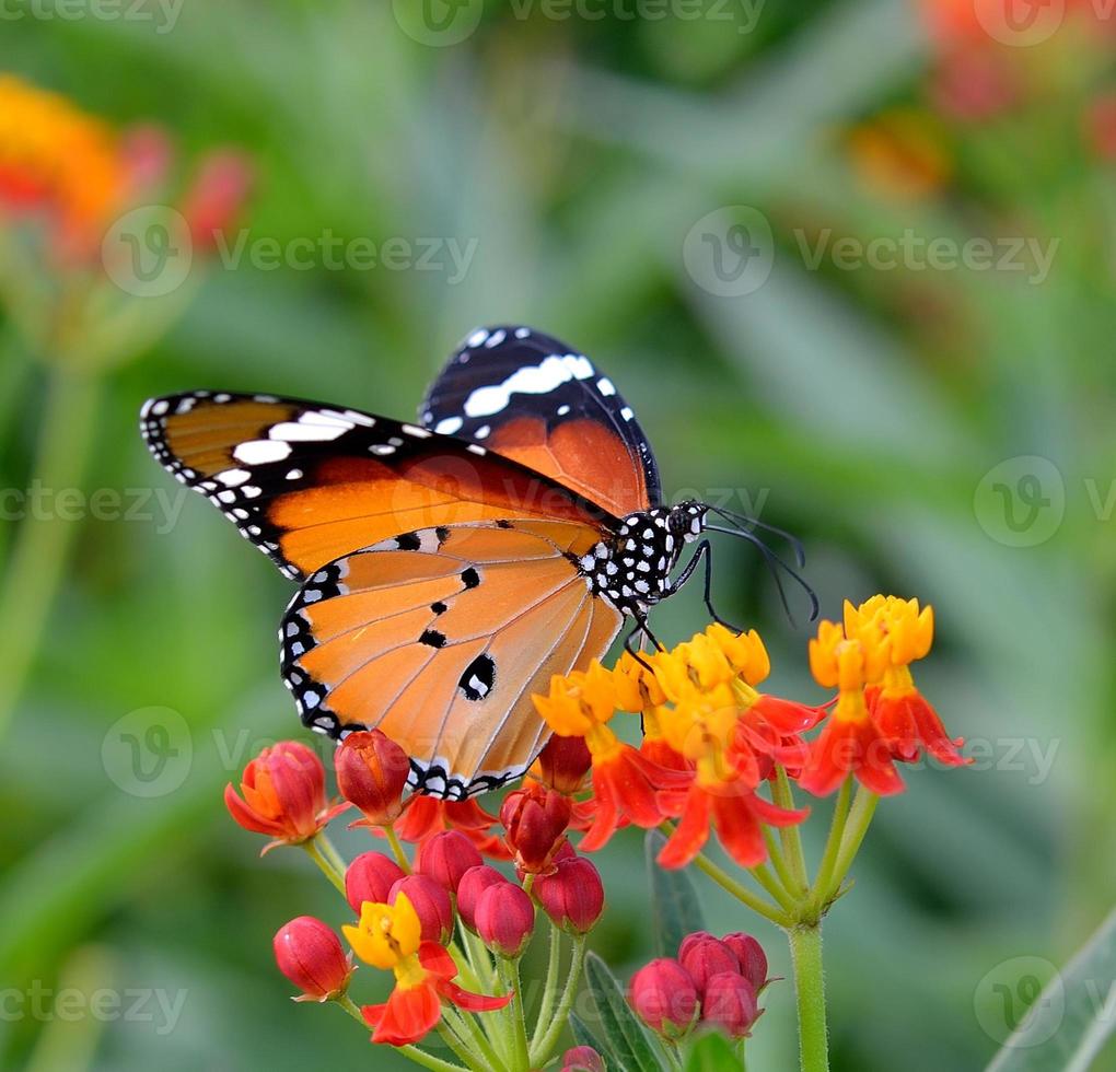 Schmetterling auf orange Blume im Garten foto